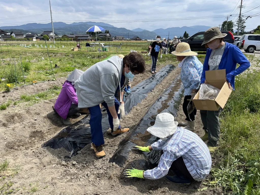 生姜とジャガイモ植付け