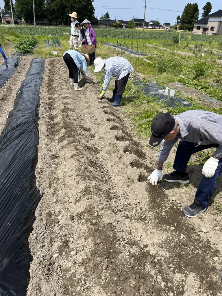 生姜とジャガイモ植付け