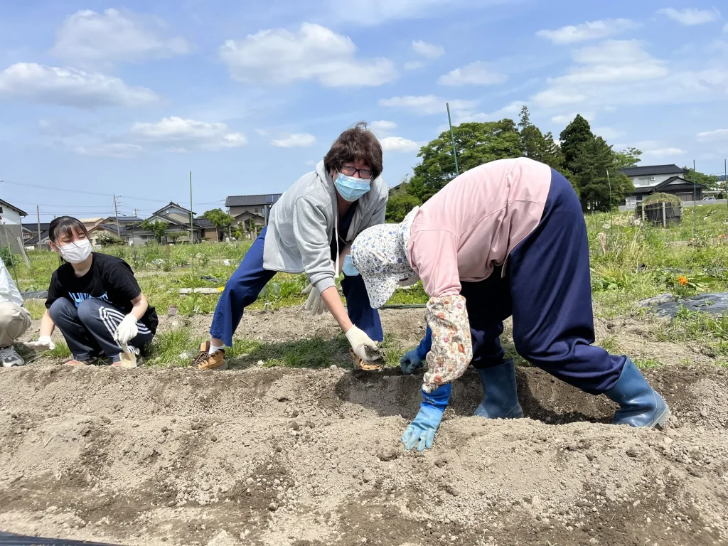 生姜とジャガイモ植付け