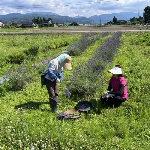 ものがたり菜園のラベンダー収穫