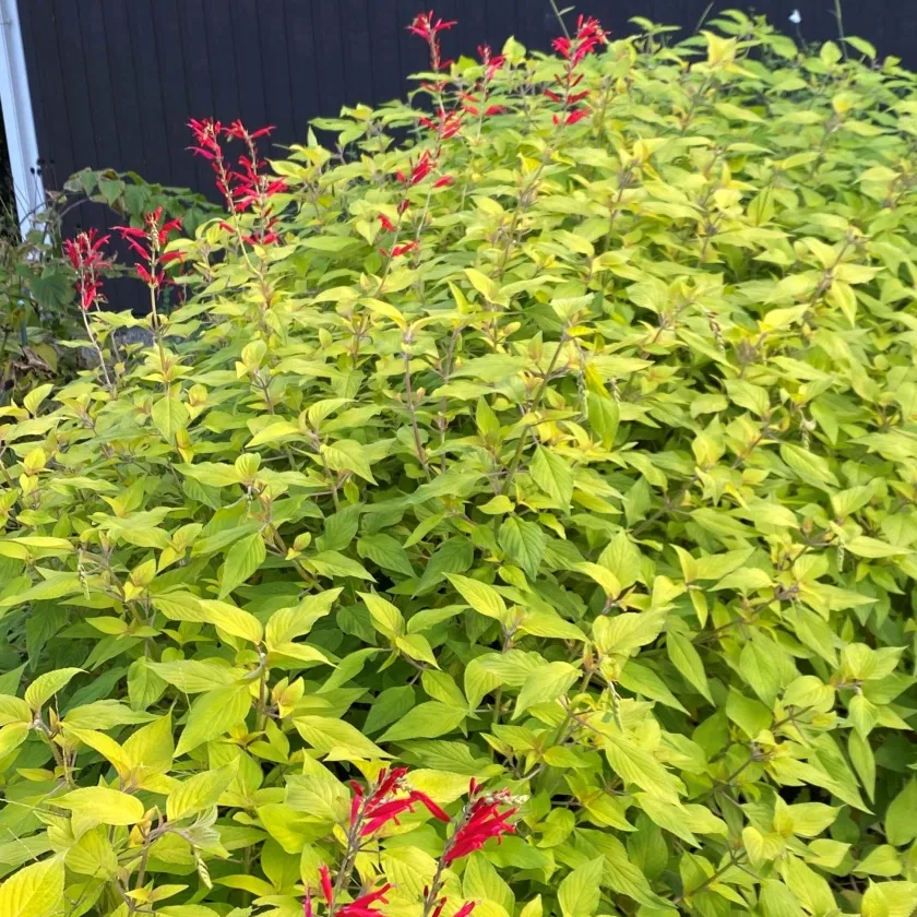 パイナップルセージ