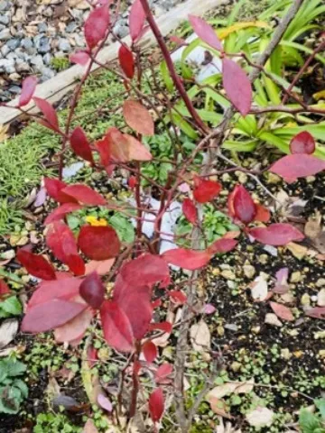 ものがたりの街に冬の訪れ