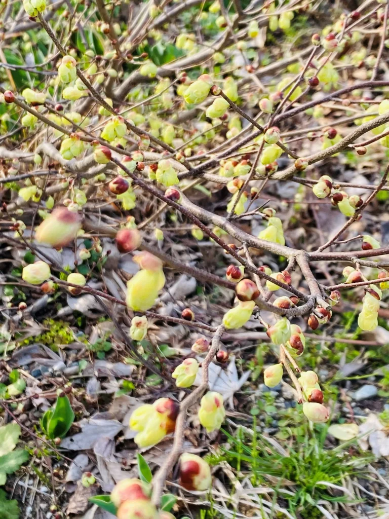 ヒュウガミズキ