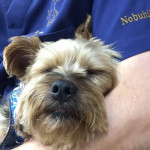 介護犬プロットちゃん