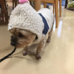 介護犬［プロット］ちゃん