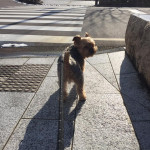 介護犬プロットちゃん