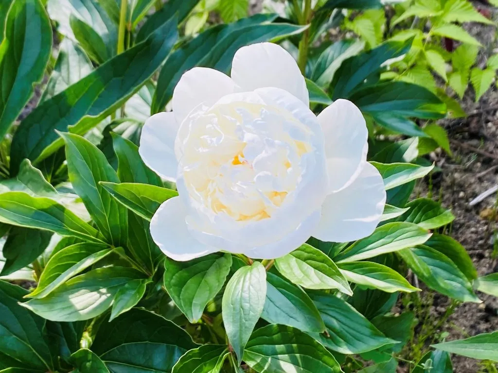 ものがたりの街に植えたシャクヤクも綺麗な花を咲かせ、訪れる人を楽しませています。
