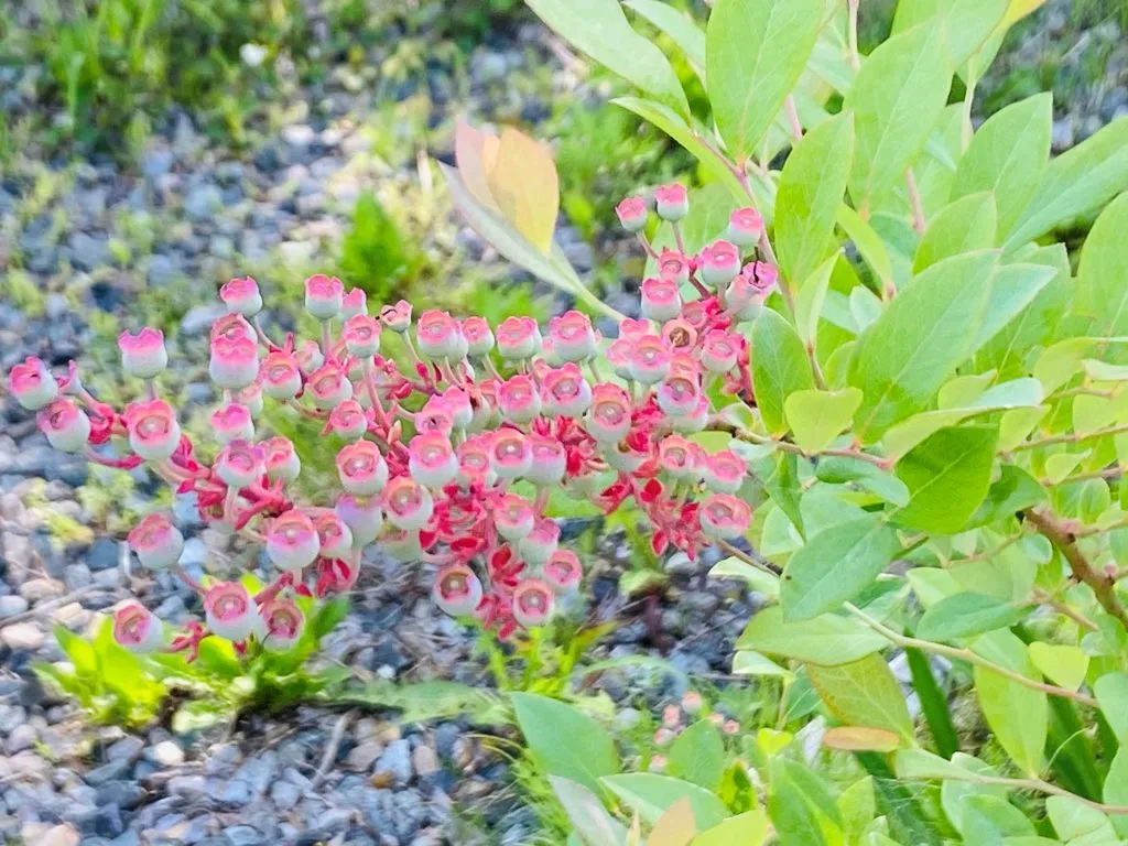 ブルーベリーの木