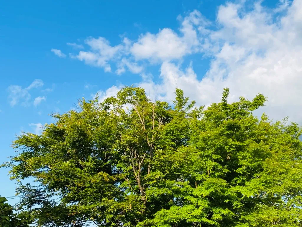 木と青空