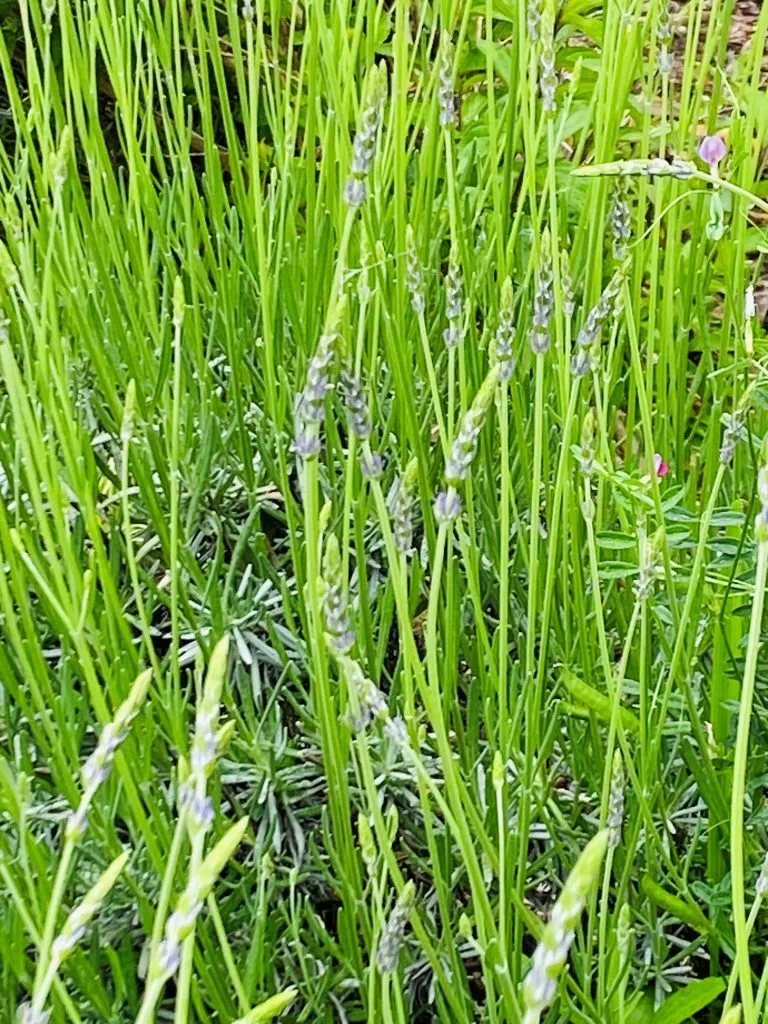 チェリーセージ