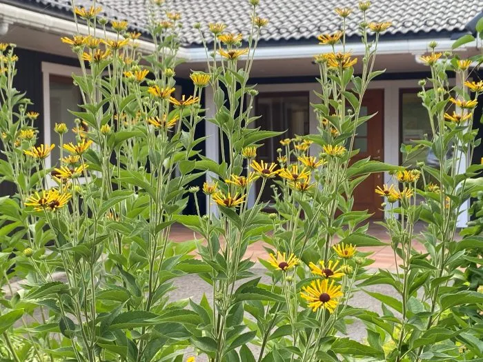 宿根草のルドベキア