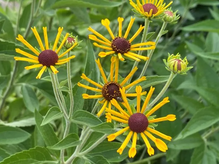 梅雨明けの、ものがたりの街の植物たち