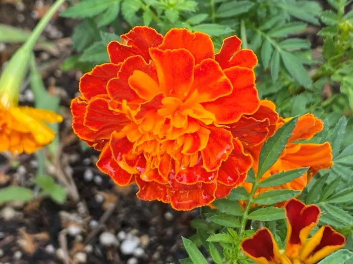 厳しい夏を乗り越えた植物たちと、秋の彩り