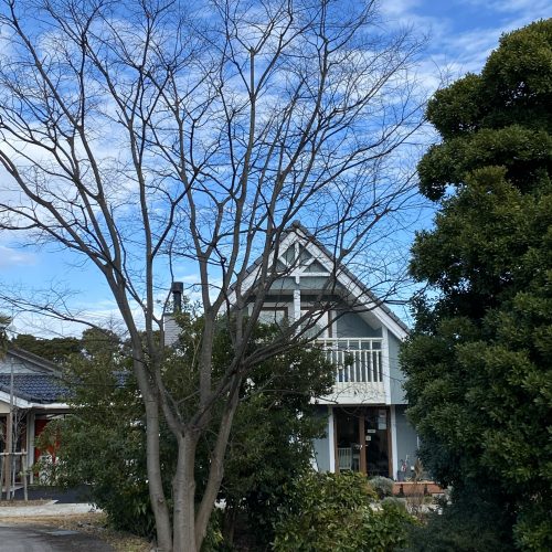 ものがたりの街の花壇の”冬支度”