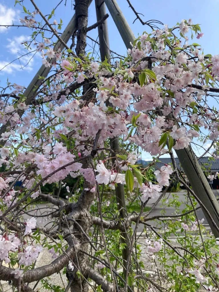ものがたりの街の桜