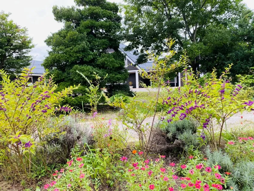 ピンク色のジニアも広がり、紫式部の紫の実の色と共演