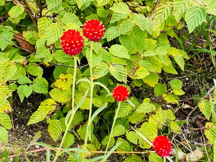 夏前から咲くピンクのジニア、紫式部の実・紫の共演