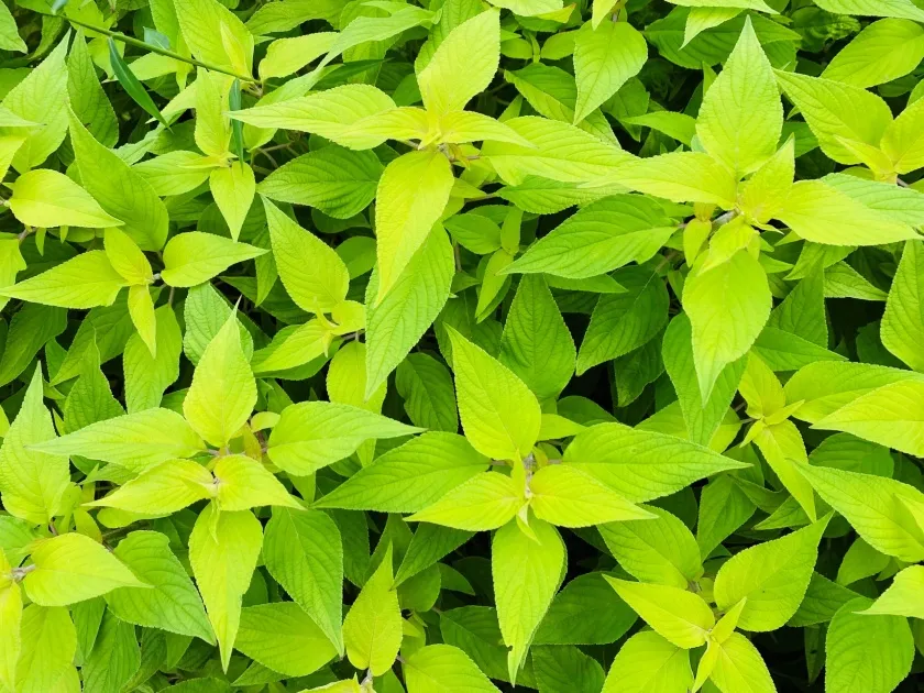 黄緑色の葉のパイナップルセージ