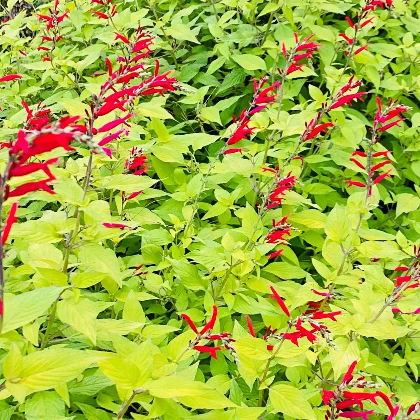 パイナップルセージ