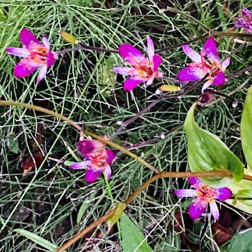 土づくりの準備