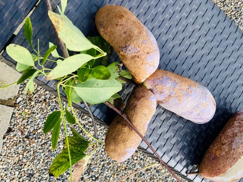 ものがたりの街の花壇の土作り