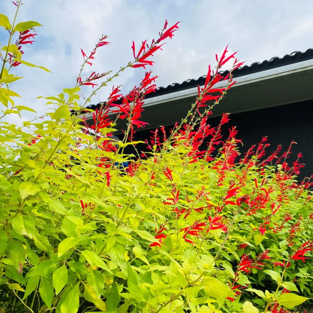 パイナップルセージ