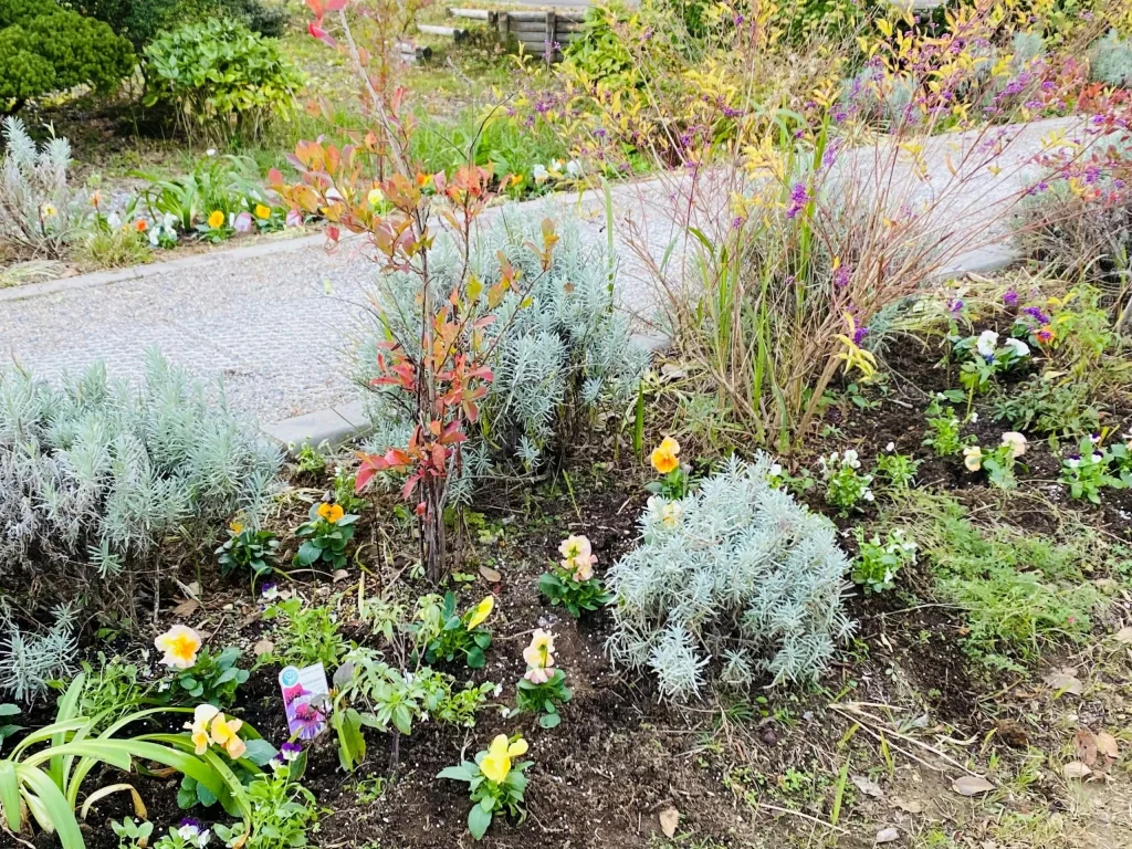 パンジー・ビオラ・アガパンサス