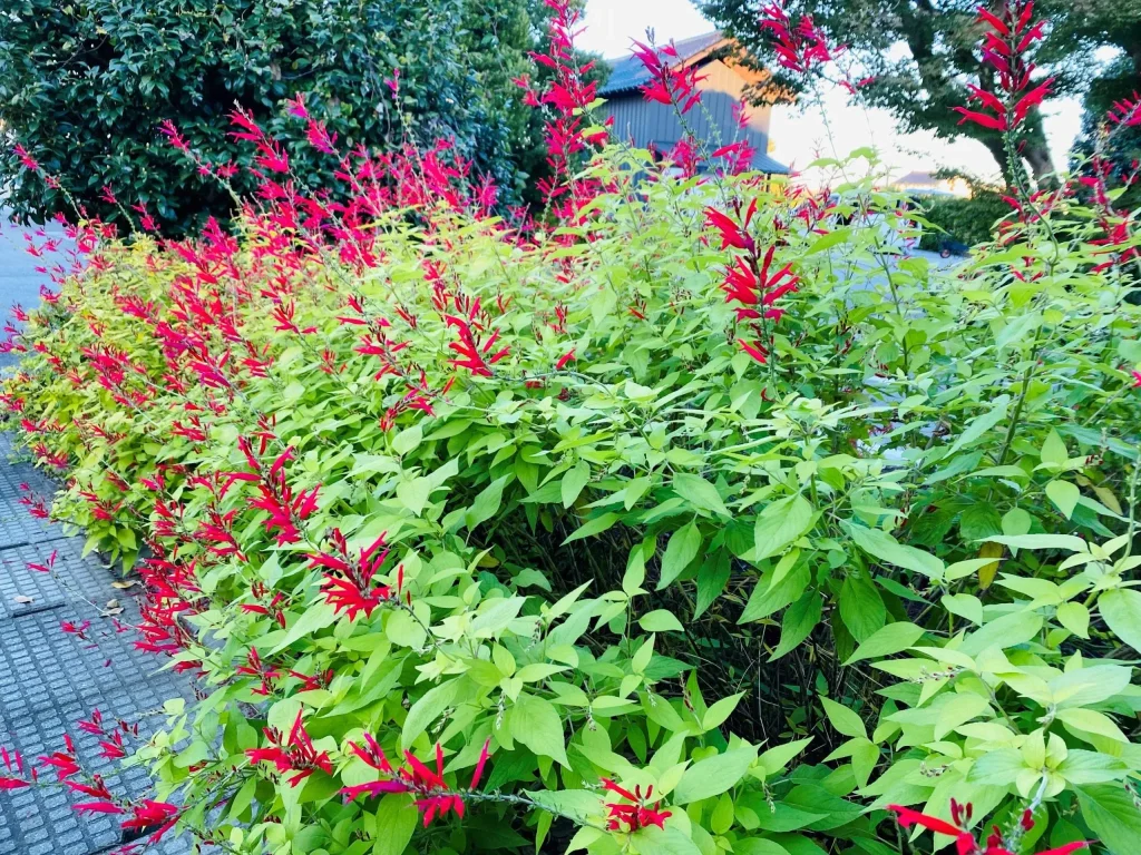 パイナップルセージ