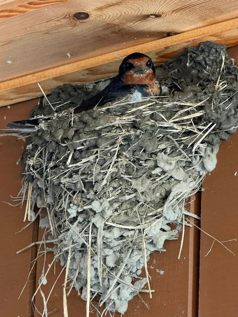 ツバメの巣