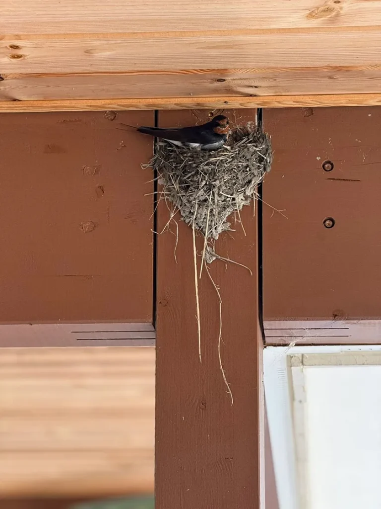 ツバメの巣
