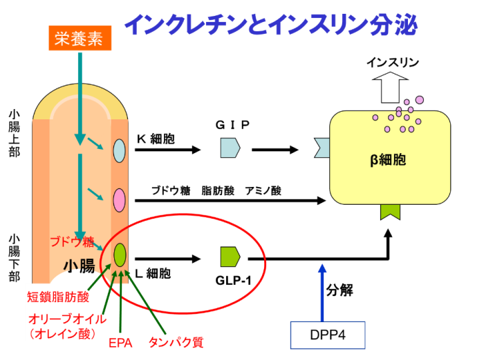 タンパク質と脂質について