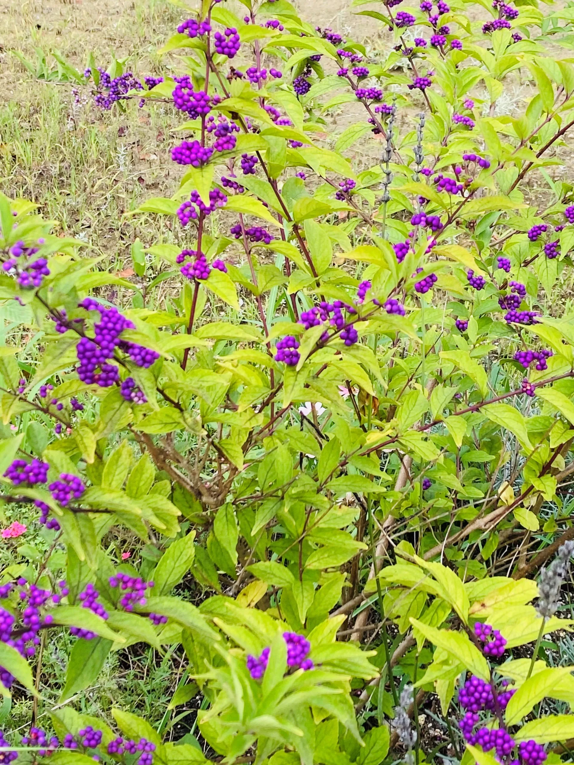 低木や宿根草は暑さにも負けず、花を咲かせ、実をつけています