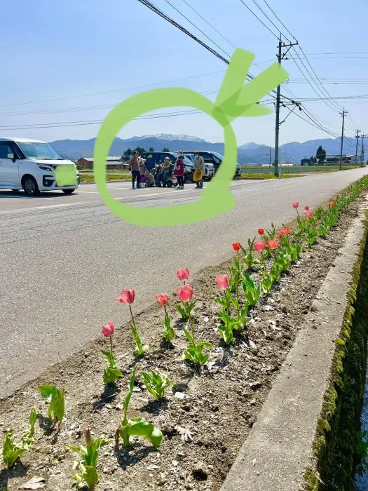 花壇と菜園の草むしり