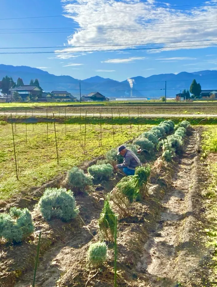 ものがたり菜園のラベンダーに雪囲い