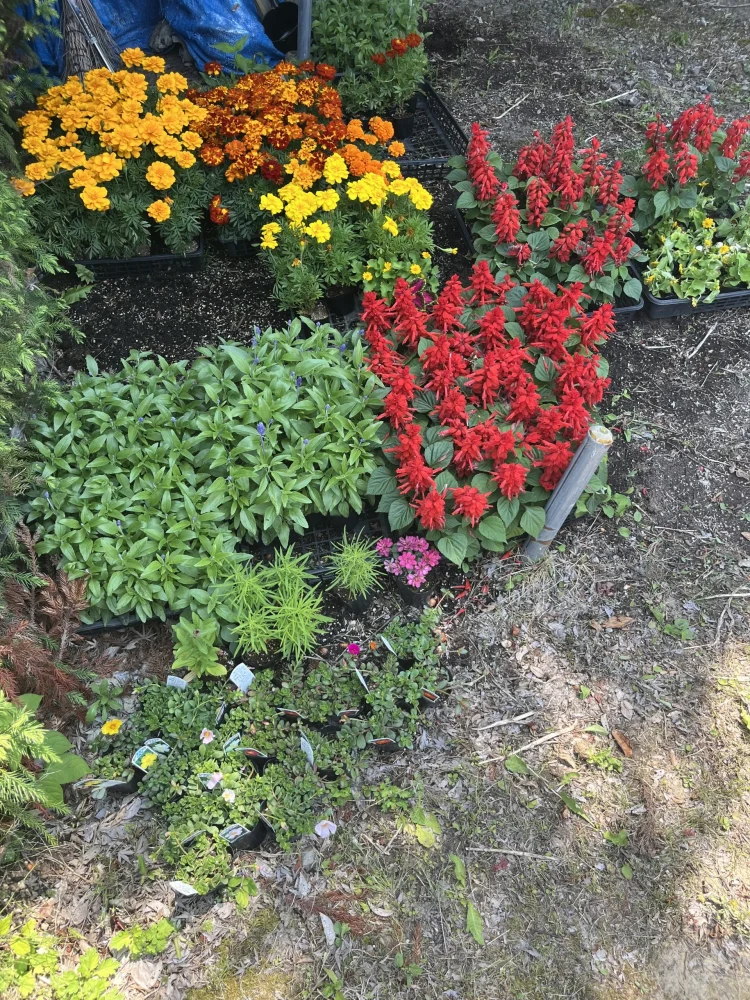 地域の皆さんからいただいた花苗植えました