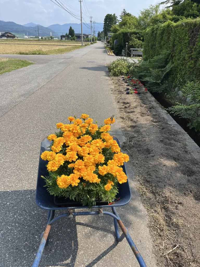 花苗植え