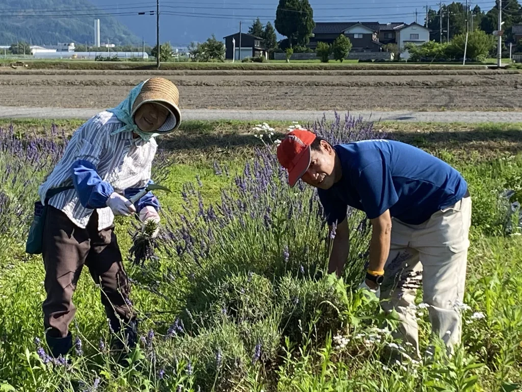 ラベンダー収穫
