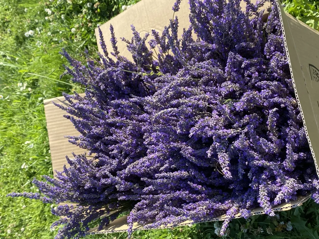ラベンダー収穫