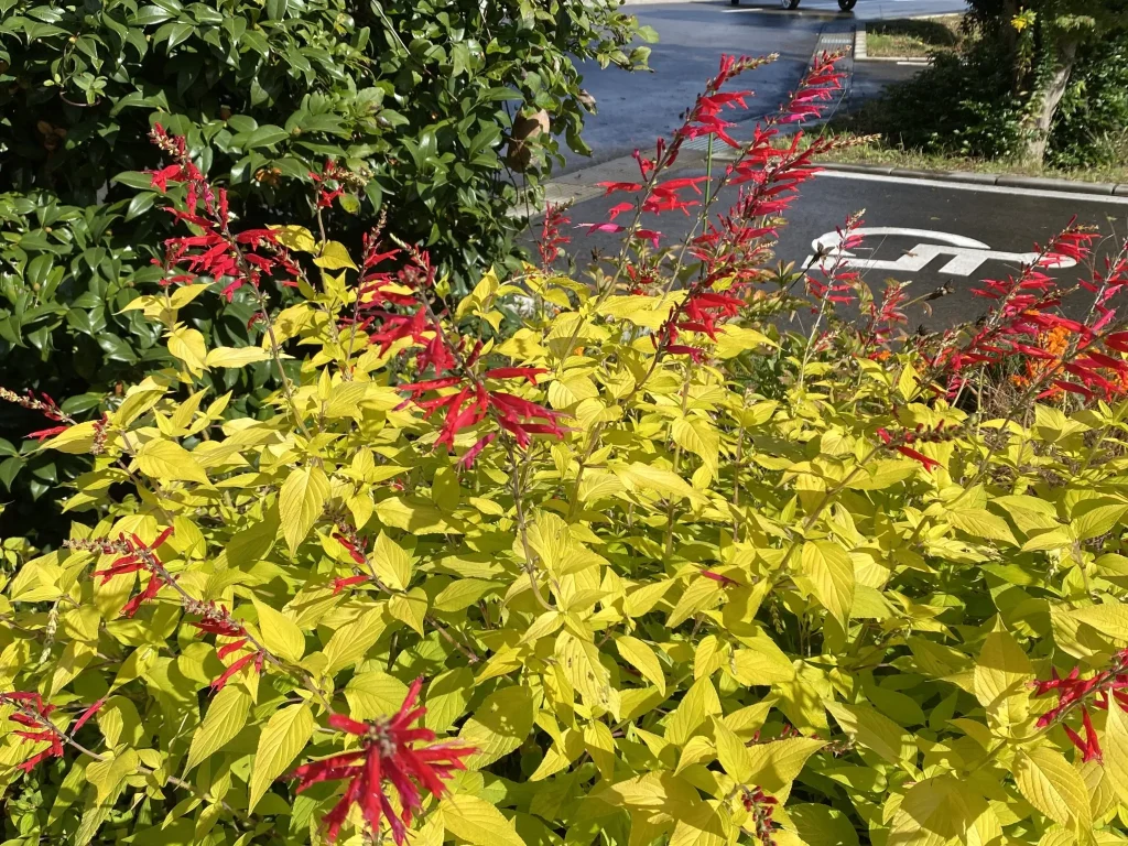 パイナップルセージ