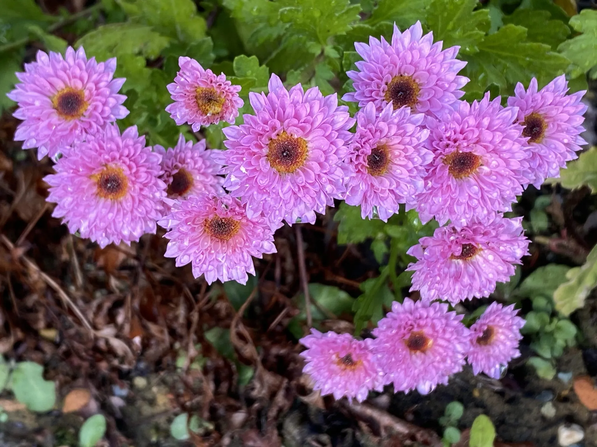 ものがたりの街の冬支度