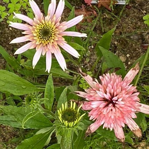 ラベンダーが倶楽部ハウスまでの小道に咲き乱れ、ブルーベリーの実も熟し始めています