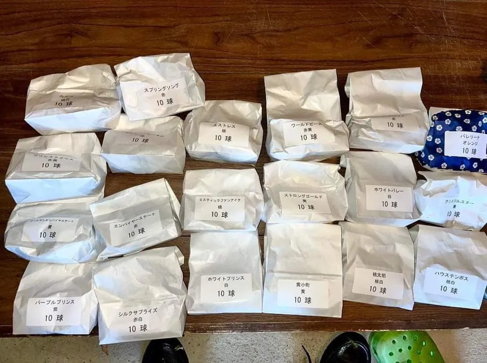 チューリップ球根