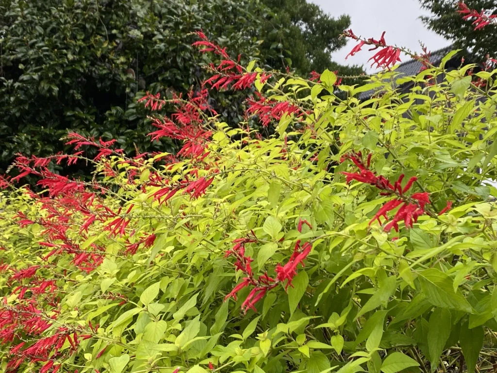 パイナップルセージ