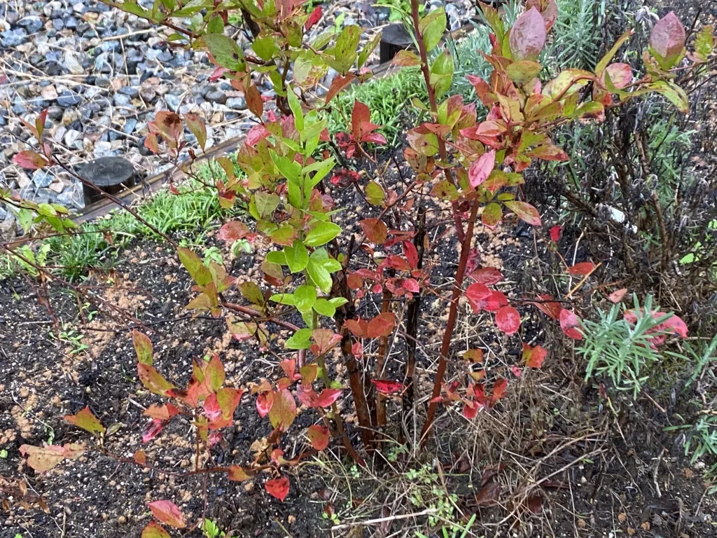 ブルーベリーも紅葉
