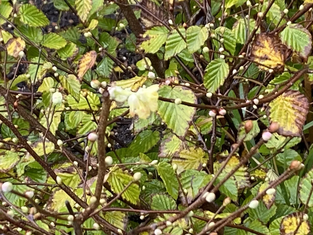 ヒュウガミズキ