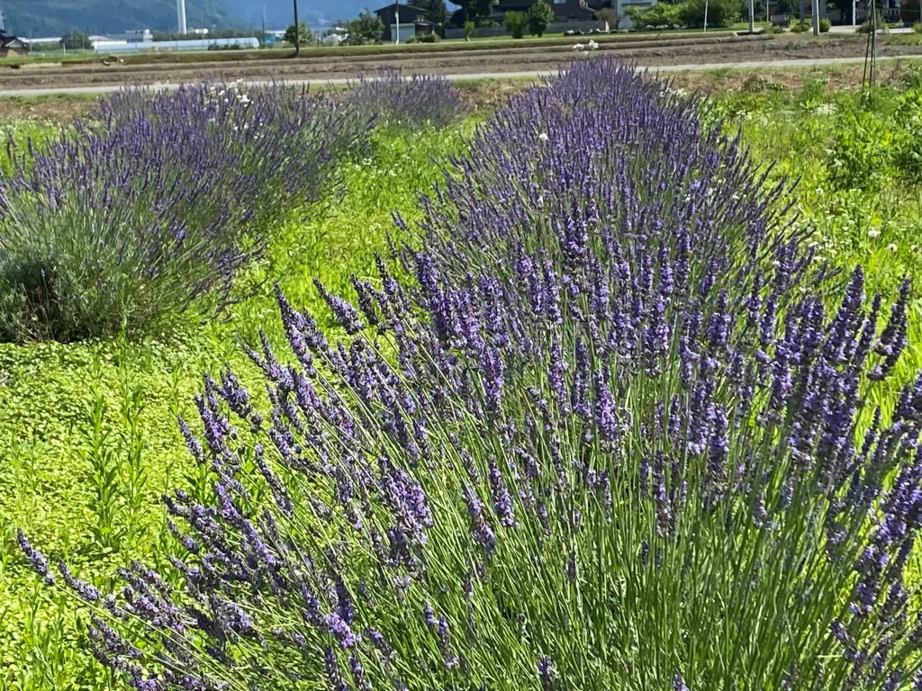 ラベンダー