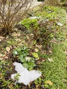 雪も少し解けた様子