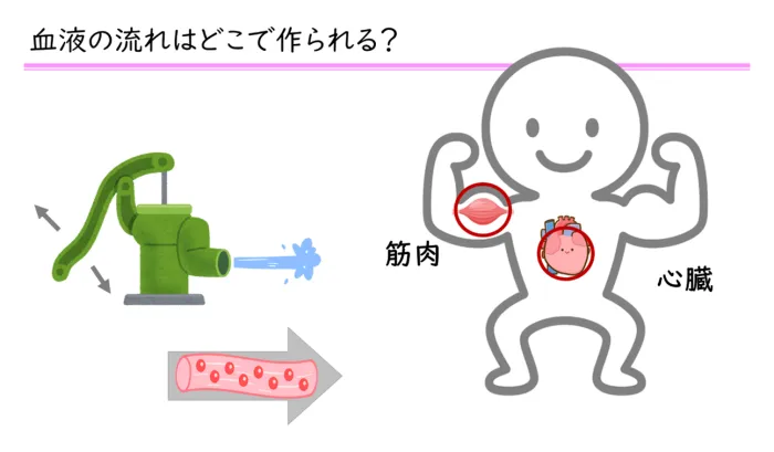 血圧の薬と柑橘類