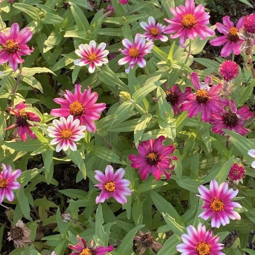 ハーブ摘み取り&活用講座