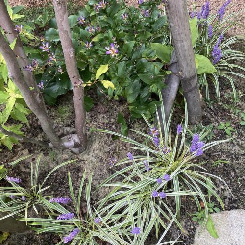 ハーブ摘み取り&活用講座